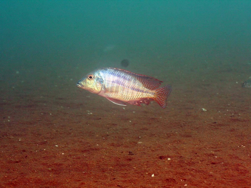 Lethrinops lethrinus 'Malopa'